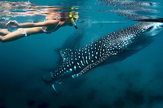 Oslob Whaleshark Watching & Tour in Cebu - Tour Highlights