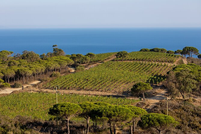 Osteria Senzoste: Not a Ordinary Osteria at Tenuta Delle Ripalte - Exquisite Wine Selection