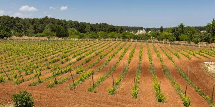 Ostuni Countryside: Wine Tasting and Lunch in a Masseria - Good To Know