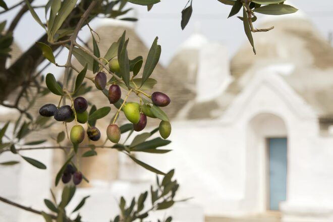 Ostuni Countryside: Wine Tasting and Lunch in a Masseria - Location and Getting There