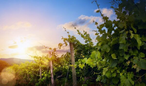 Ostuni Countryside: Wine Tasting and Lunch in a Masseria - Booking Information and Tips