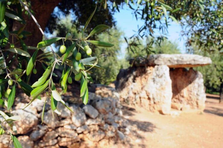 Ostuni E-Bike Tour. the Olive Trees and a Local Oil Mill - Tour Details