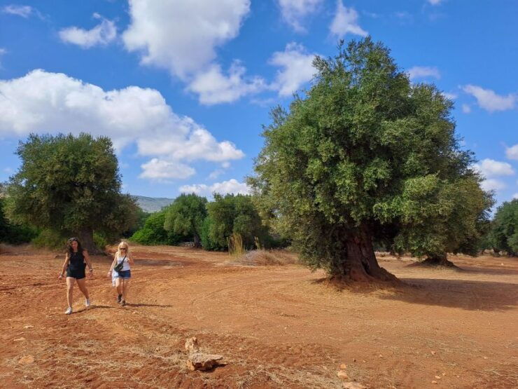 Ostuni: E-Bike Tour With a Glass of Wine & Bruschetta - Activity Details