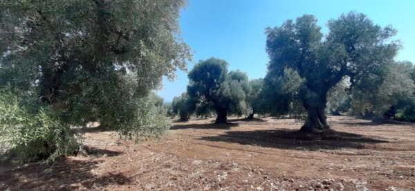 Ostuni: E-Bike Tour With a Glass of Wine & Bruschetta - The Sum Up