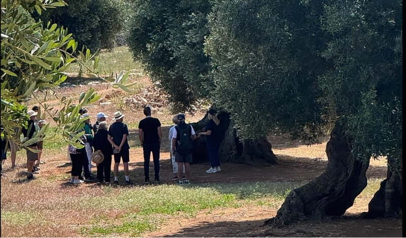 Ostuni: Farm tour among thousand-year-old olive trees with oil tasting - Exploring the Olive Groves of Ostuni: A Deep Dive into Puglia’s Olive Oil Heritage