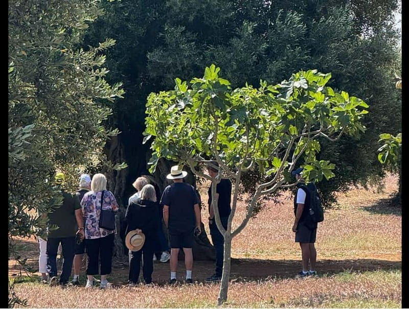 Ostuni: Farm tour among thousand-year-old olive trees with oil tasting - A Closer Look at the Experience