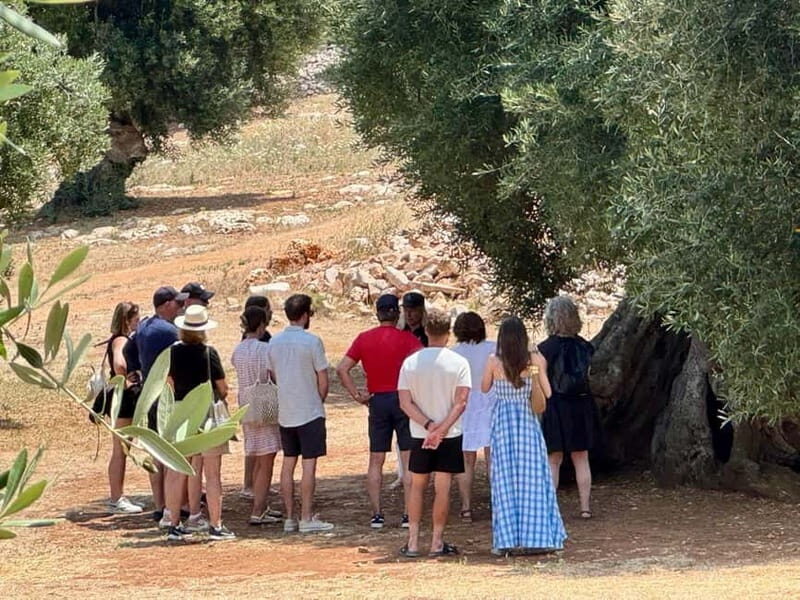 Ostuni: Farm tour among thousand-year-old olive trees with oil tasting - The Sum Up