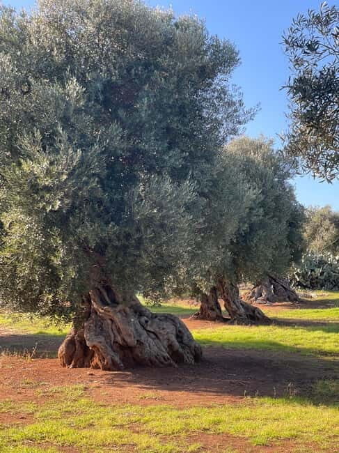 Ostuni: Farm tour among thousand-year-old olive trees with oil tasting - Frequently Asked Questions
