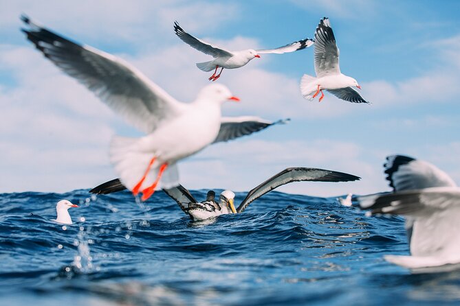 Otago Harbour Wildlife Cruise (Dunedin Shore Excursion) - Cruise Schedule and Departure Times