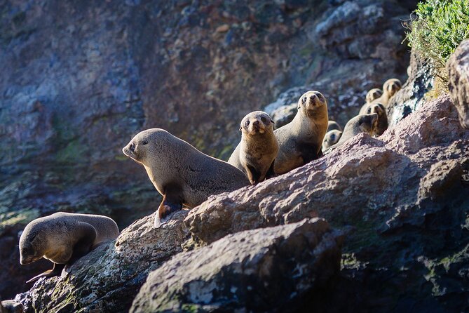 Otago Harbour Wildlife Cruise (Dunedin Shore Excursion) - Common Questions