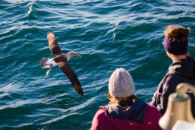 Otago Harbour Wildlife Cruise (Dunedin Shore Excursion) - The Sum Up