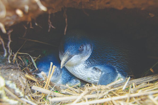 Otago Peninsula In-Depth Tour & Blue Penguins Pukekura Experience - Tour Details
