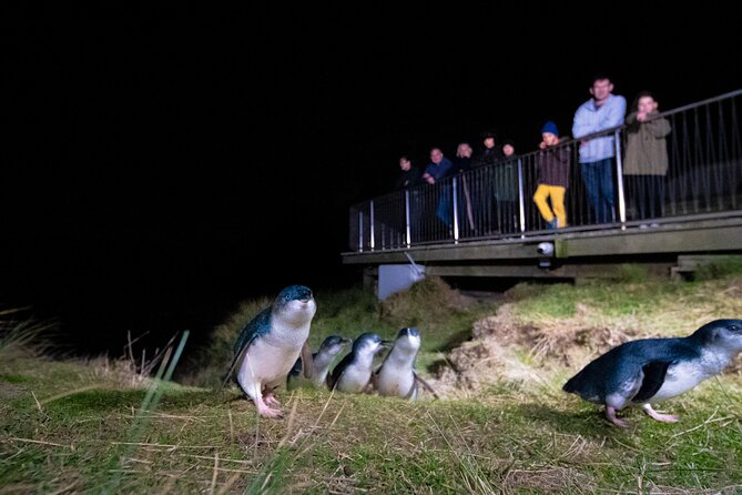 Otago Peninsula In-Depth Tour & Blue Penguins Pukekura Experience - Meeting and Pickup