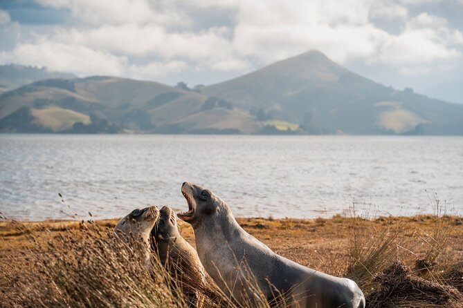 Otago Peninsula In-Depth Tour & Blue Penguins Pukekura Experience - Common Questions