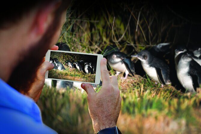 Otago Peninsula & Larnach Castle Shore Excursion - What Makes This Tour Stand Out?