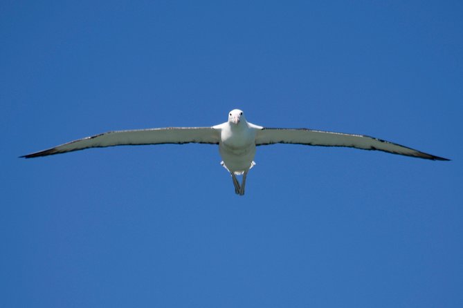 Otago Peninsula Scenery and Dunedin City Highlights Tour - The Sum Up and Final Thoughts