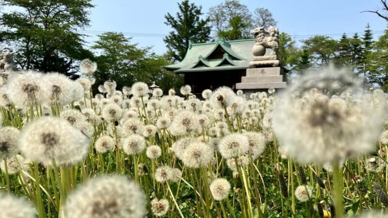 Otaru: Guided City Tour (Fish Market, Canal Walk and more) - The Practical Side: How the Tour Works