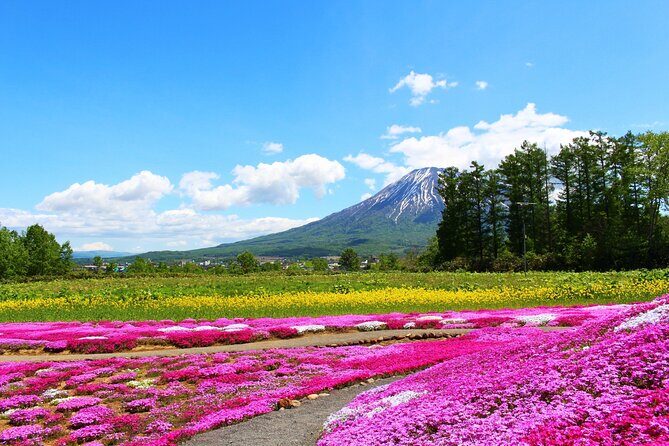 Otaru, Hokkaido Fuji Cherry Blossom Bus Tour  Sapporo 1Day - Final Note