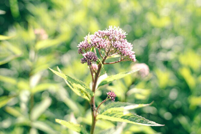 Otarus Old Fishing Village Nature and History Short Trekking Tour - Who Will Appreciate This Tour?