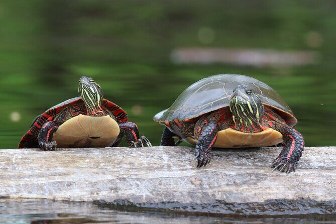 Ottawa Ecological Reserve Kayak Tour with TURTLE Sightings - Why This Tour Offers Great Value