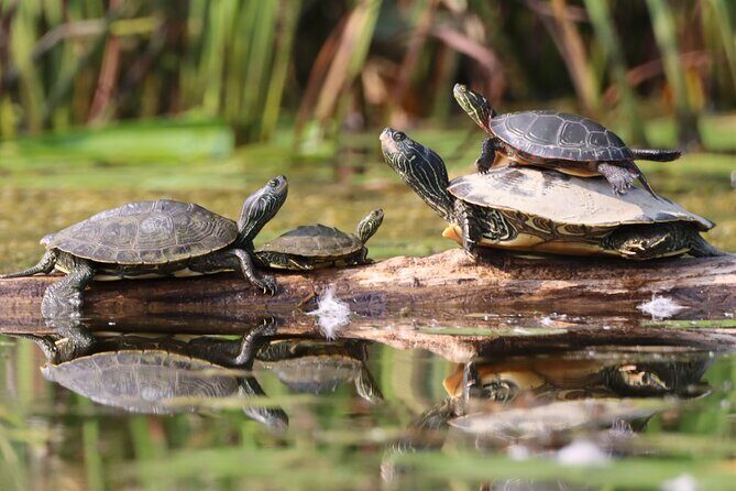 Ottawa Ecological Reserve Kayak Tour with TURTLE Sightings - FAQs