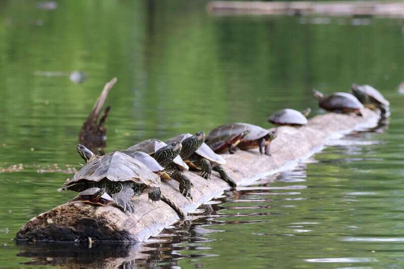 Ottawa: Ecological Reserve Kayak Tour with Turtle Sightings - Good To Know