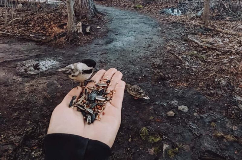 Ottawa: Guided Nature Walk & Wildlife Tour with Hotel Pickup - Good To Know