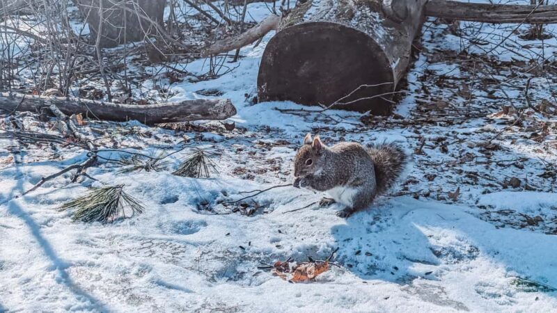 Ottawa: Guided Nature Walk & Wildlife Tour with Hotel Pickup - What to Expect from Your Ottawa Wildlife Walk