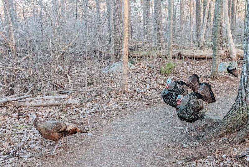 Ottawa: Guided Nature Walk & Wildlife Tour with Hotel Pickup - FAQs