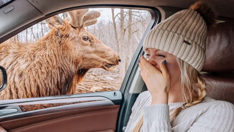 Ottawa: Private Wildlife Adventure Safari in Parc Omega - Good To Know