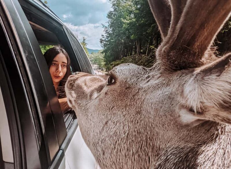 Ottawa: Private Wildlife Adventure Safari in Parc Omega - FAQ