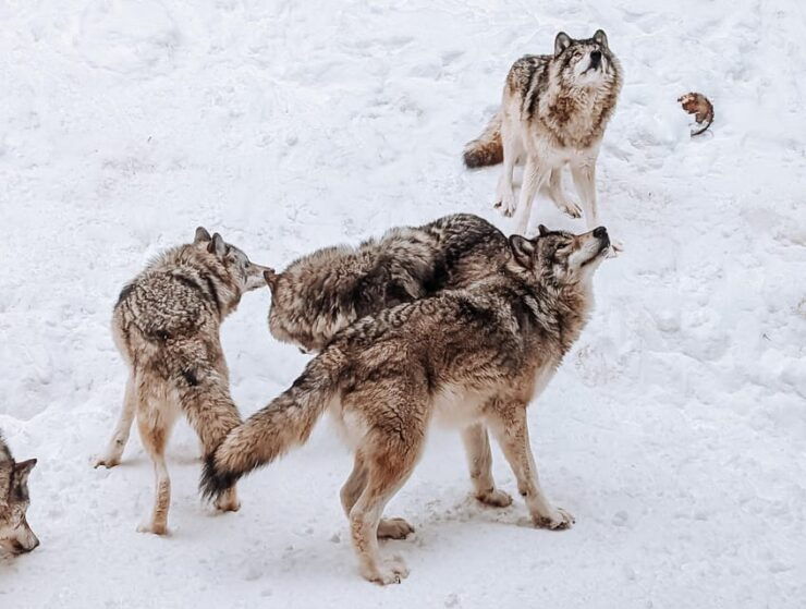 Ottawa: Private Wildlife Adventure Tour at Parc Omega - Wildlife Encounter