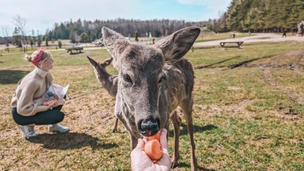 Ottawa: Private Wildlife Adventure Tour at Parc Omega - Cancellation Policy