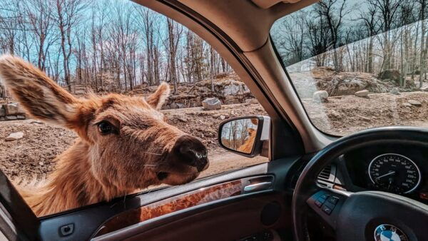 Ottawa: Private Wildlife Adventure Tour at Parc Omega - Frequently Asked Questions