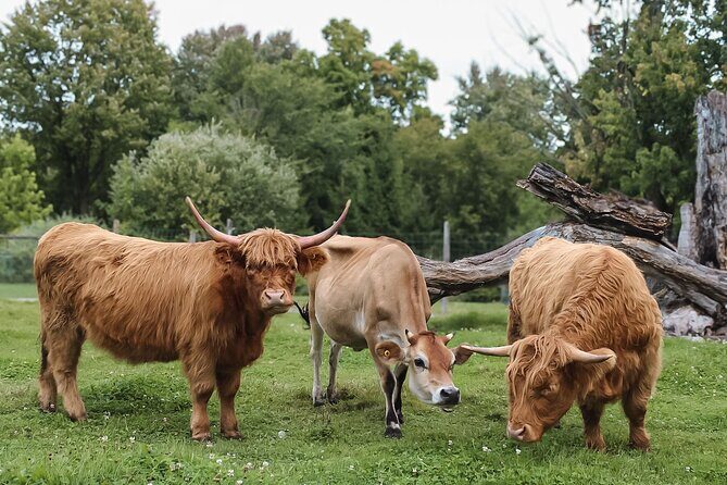 Ottawa Valleyview Little Animal Farm Tour - Good To Know