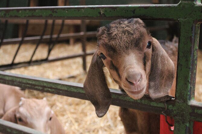 Ottawa Valleyview Little Animal Farm Tour - Final Thoughts: Who is this experience best for?