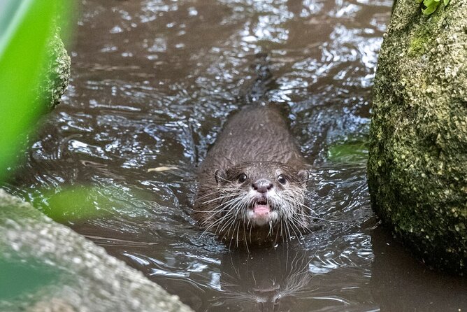 Otter Experience at Melbourne Zoo - Meeting and Pickup