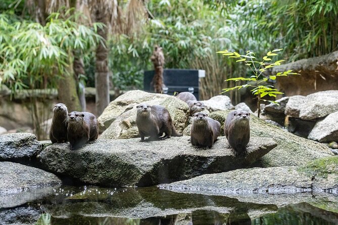 Otter Experience at Melbourne Zoo - What To Expect