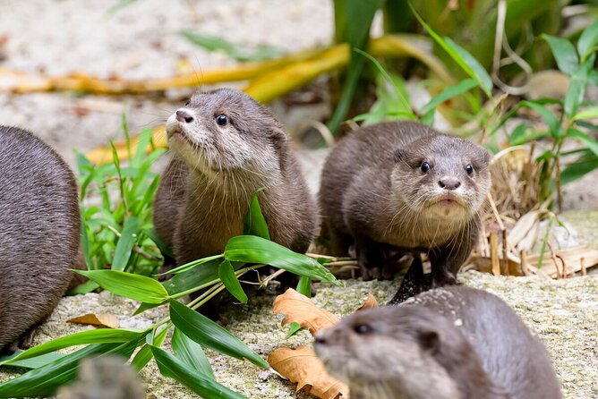 Otter Experience at Melbourne Zoo - Common Questions