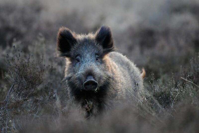 Otterlo: De Hoge Veluwe National Park Entry Ticket - Discover the Beauty of De Hoge Veluwe National Park: An In-Depth Review