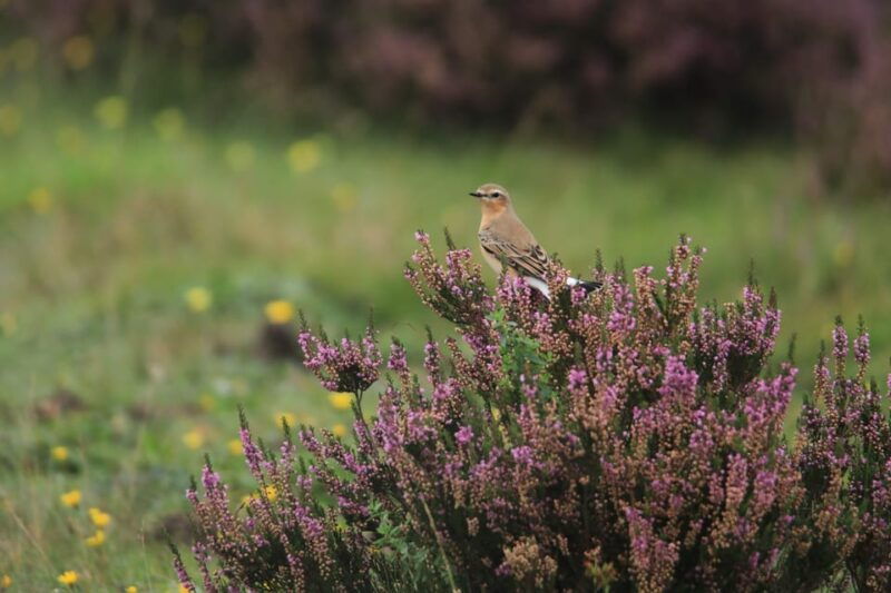Otterlo: De Hoge Veluwe National Park Entry Ticket - An Overview of What to Expect