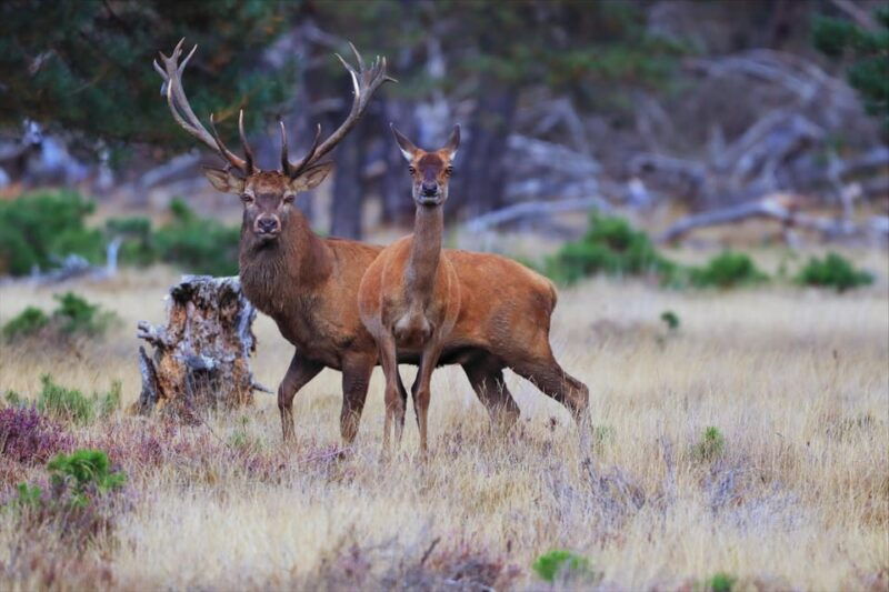 Otterlo: De Hoge Veluwe National Park Entry Ticket - Practical Details and Tips for Visitors