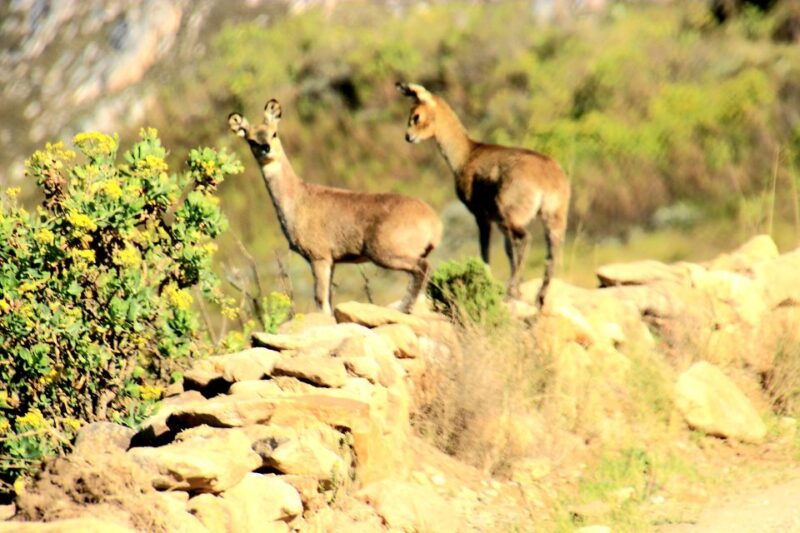 Oudtshoorn: Half-Day Swartberg Pass Private Guided Tour - What to Expect from the Tour