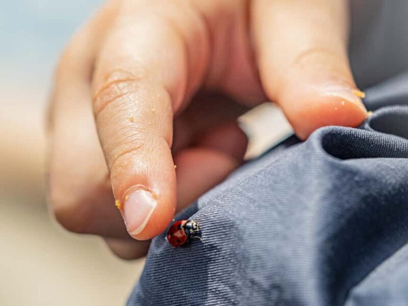 Oulu: Hietasaari Family Nature Walk with Picnic - Good To Know