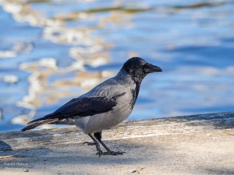 Oulu: Hietasaari Nature Tour with Local Guide - What to Expect from the Hietasaari Nature Tour