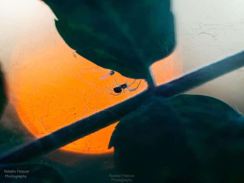 Oulu: Hietasaari Nature Tour with Local Guide - Deep Dive into the Experience