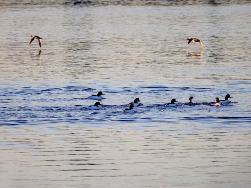 Oulu: Hietasaari Nature Tour with Local Guide - Final Thoughts: Is It Worth It?