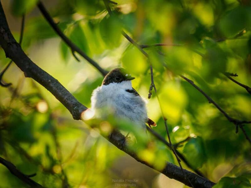 Oulu: Hietasaari Wildlife Hike with Nature Guide - Wildlife and Birdwatching