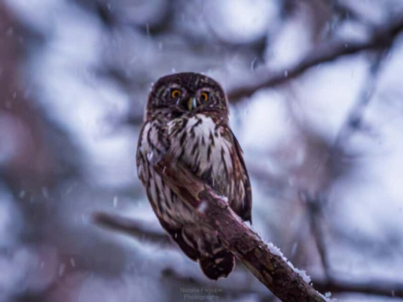 Oulu: Hietasaari Wildlife Hike with Nature Guide - Finnish Picnic and Social Atmosphere