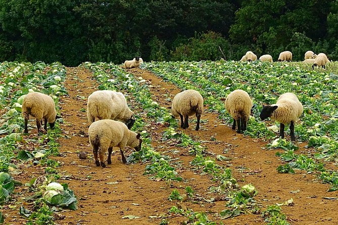 Our Famous North Cotswold Tour - Itinerary Details